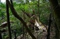 【世界自然遺産・屋久島】屋久杉の巨木「弥生杉・二代杉・気根杉」と苔に包まれた “もののけの森”「白谷雲水峡」をめぐるの画像007