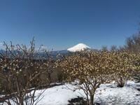 早春の香り「梅＆ミツマタ」重奏を満喫できる「矢倉岳」！  山頂で「富士山」も加わる、絶景のお花見ハイキング「現地レポ」【神奈川県南足柄市】