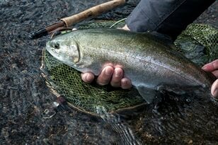 【渓流釣り】難しいほどに夢中になる釣り人の性！  流れに見え隠れする魚体、疑り深いニジマスをどうにか釣りたい一心で2週連続の長距離移動「鮎沢川冬季キャッチ&リリース」 静岡県｜2025年
