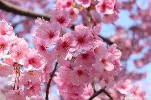 まだ間に合う！「これから春めく北海道」で2022年ゴールデンウィークでも「最後の桜」が楽しめる「おすすめスポット」3選