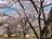 「開花ピーク直前！」高遠城址公園だけじゃない！ 南アルプスの麓のおすすめ桜スポット4選【長野県伊那市】の画像005