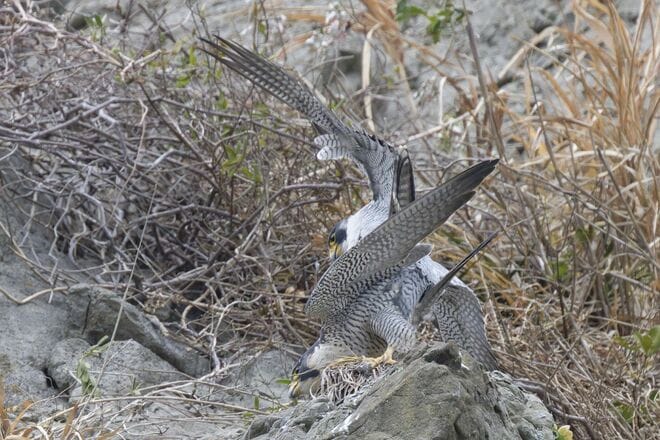【バードウォッチング】「早春は恋の季節」日本最速飛行術を誇るハヤブサの “ラブラブ断崖ライフ” を拝見してきました！  神奈川県｜2026年の画像005