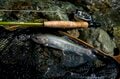 【渓流釣り】いきなり夏がやって来た！  驚愕の低水温だった渓でフライフィッシング  長野県｜2026年の画像002