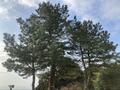 山頂の見どころ！  ユニーク「逆さ富士」＆駿河湾の絶景「浜石岳」ハイキングレポート！  駅スタートで “標高差約700ｍ” 歩きごたえもアリ【静岡県静岡市】の画像004
