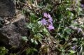【首都圏近郊ハイキング】5月でもまだ花見ができる山「西丹沢・檜洞丸」への画像011