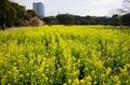東京に春、来てます！ 都心のオアシス「浜離宮恩賜庭園」では今、梅と菜の花が見ごろを迎える【東京都・中央区】の画像006