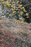【花巡り】南関東最大級の「カタクリの群生地」で紫色のじゅうたんと早春の花を満喫！  “数万株に一つの貴重なシロバナカタクリも”【神奈川県 2025年】の画像011