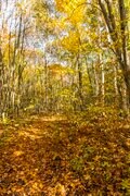 【紅葉登山】「山頂までわずか15分！」 雲海の名所“小熊山”で森歩き＆新雪眩しい北アルプスの山稜を望む“黒沢高原”へ  長野県大町市・2023年の画像010