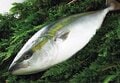 今週末は雪山で海の幸を堪能！「白馬乗鞍 冬の糸魚川シーフード祭り」開催の画像002