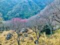 山頂を目指さなくてもOK！  絶景4000本「梅の花」見る「早春ハイキング」 2月の湯河原「幕山・梅の宴」見頃直前レポの画像001