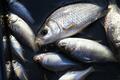田んぼの「ホソ」で小物釣り！ 幅1ｍ水路から「まさかの6種・60匹超え」釣果レポ！ 指先サイズ「タナゴ・小ブナ」ほか「ちっちゃ可愛いすぎ」で癒し…【茨城県・霞ヶ浦】の画像006