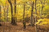 【首都圏近郊ハイキング】日帰りでもしっかり歩ける穴場「牛の寝通り」で紅葉大満喫