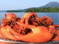 絶品食材＆観光資源になった“湖の厄介者”「レイクロブスター」とは！？  駆除から一転、人気急上昇の特定外来生物「レポート」【北海道阿寒湖】