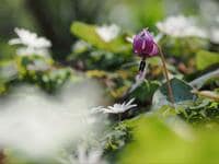北関東の低山で春の花を満喫！ 大人気の妖精「カタクリ」一面に咲く「三毳山」レポ！「河津桜＆ミツマタ」も見る贅沢ルート「スタート点」に秘訣あり！