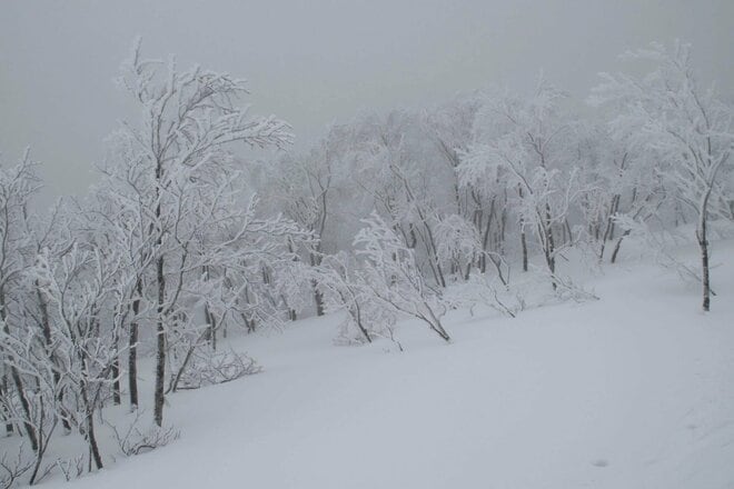 “おとぎの国”に迷い込んだような静かなブナの森を行く「のんびりバックカントリーツアー」 JAPOWを楽しむ！【長野県鍋倉山】2026年の画像007