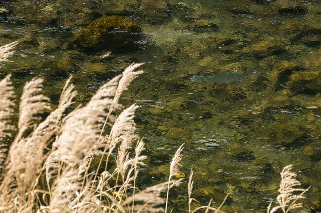 【渓流釣り】難しいほどに夢中になる釣り人の性！  流れに見え隠れする魚体、疑り深いニジマスをどうにか釣りたい一心で2週連続の長距離移動「鮎沢川冬季キャッチ&リリース」 静岡県｜2025年の画像005