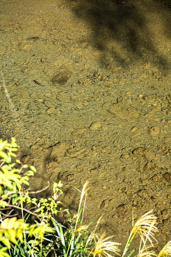 【フライフィッシング】落ちパク！  入れ食いだったのは、狙っていたアマゴじゃなかったけれど…… 「まだ渓流釣りができる幸せ！」 10月、静岡へ   2025年の画像001