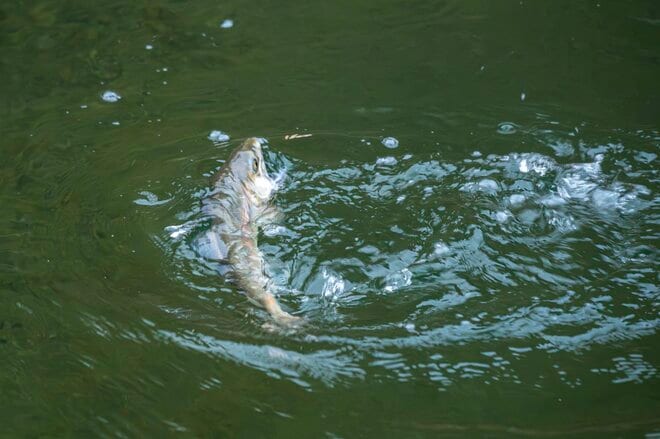 【渓流釣り】沈めて浮かせて……「そっぽを向かれても無視されても、夢中で誘い続けたフライフィッシング！」 神流川・群馬県上野村｜2026年の画像001