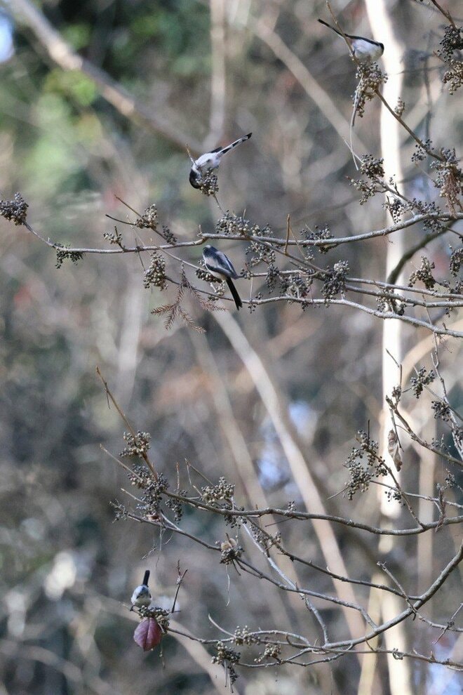 【バードウォッチング】支持率爆上がりの野鳥界アイドル「シマエナガ」にちょっと待ったぁ！  千葉のそっくりさんこそ、かわいらしさナンバーワン！？  2026年の画像005