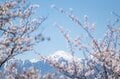 【こんな贅沢な山は他にない！】お花見ハイキングの名所「光城山」のお出かけ前に押さえるべきポイント解説の画像006