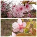 多摩にだけ自生する絶滅危惧種・幻の野生桜「タマノホシザクラ」が満開！ 都立公園にひっそりと咲く清楚な早咲き桜を見に行く【2023年・東京都】の画像006