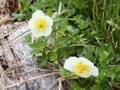 「雲上の花の楽園」夏の会津駒ヶ岳・ワンデイルート【親子旅】の画像007