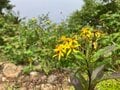 残暑を避けて登りたい「歩き出しから涼しい日帰りがっつりルート」 八ヶ岳・権現岳の画像013
