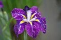令和の梅雨に咲く江戸情緒 東京23区内で楽しむ「花菖蒲」鑑賞スポット「堀切菖蒲園」「水元公園」「しょうぶ沼公園」【東京都・葛飾区/足立区】の画像007