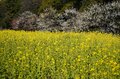 東京に春、来てます！ 都心のオアシス「浜離宮恩賜庭園」では今、梅と菜の花が見ごろを迎える【東京都・中央区】の画像004