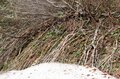 頂上付近は“まだ春の生きもの”が活動中「7月の越後駒ケ岳」動植物観察ガイド【キジ博士のナチュラリスト入門 vol.6】の画像007
