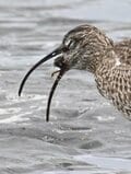 「都内唯一のラムサール登録湿地で、白昼堂々バラバラ事件発生！」  東京湾の干潟で目撃した渡り鳥の早ワザ料理術に目がテン 【2024年 東京都】の画像008