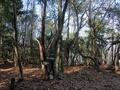 ゴールデンウィークには「ツツジ」が彩る、丹波「向山連山」 ユニーク岩たどる低山縦走＆「黒井城跡」見下す絶景レポート【兵庫県丹波市】の画像013