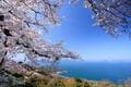 『NYタイムズ』が賞賛！「行くべき旅行先」世界第7位に輝いた桜の絶景名所「香川県・紫雲出山」の魅力を地元出身ライターが解説の画像001