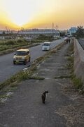 沖縄本島の東海岸うるま市は漁港も近く、島猫たちの風貌もどこか海人(猫)的【琉球島猫百景 vol.16「海人気質のテトラ猫族」沖縄県うるま市】の画像007