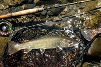【渓流釣り】白馬・小谷は豊富な支流群が魅力「どんな魚に出会えるかな」 姫川上流エリアでフライフィッシング！  長野県