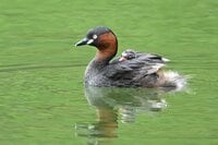 「赤ちゃんをおんぶする水鳥」 激萌え赤ちゃんに胸キュン！  都市公園の池でイクメンも大奮闘  2024年【東京都】