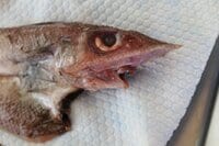 【きまぐれクックにも登場】「これ、ホントに食べられる？」めっちゃレアな人面深海魚「トウジン」のお味はいかに？
