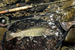 【渓流釣り】白馬・小谷は豊富な支流群が魅力「どんな魚に出会えるかな」 姫川上流エリアでフライフィッシング！  長野県