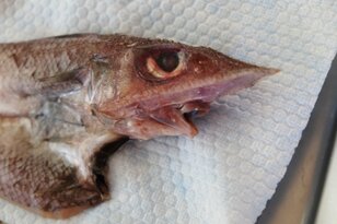【きまぐれクックにも登場】「これ、ホントに食べられる？」めっちゃレアな人面深海魚「トウジン」のお味はいかに？