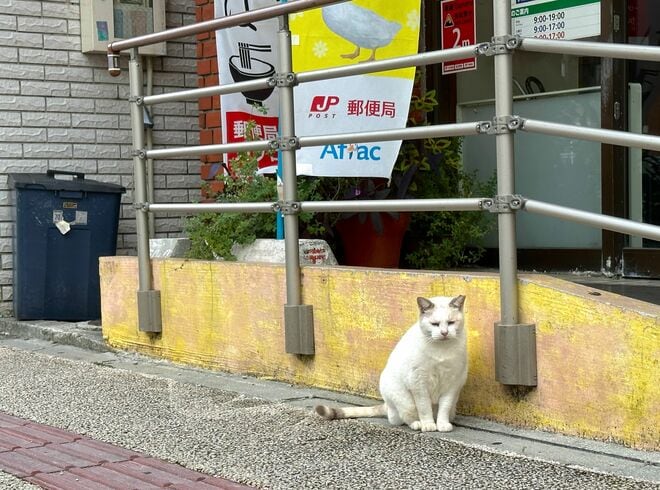 美しい沖縄の風景と琉球島猫「フォトセレクション」すべての島猫たちへの敬意と感謝を込めて【琉球島猫百景 vol.21「琉球弧の島猫たち」沖縄県】の画像009