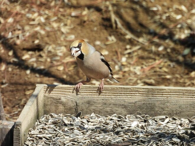 「バードウォッチング入門」 都市近郊や公園・河川でOK！  初心者でも見つけやすい「秋の野鳥」5種！  羽根の色や習性で知る「観察のコツ」の画像003