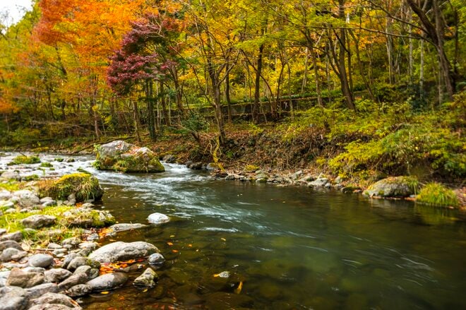 【釣り】完全予約制！ 広い渓流釣り場で真剣勝負！ 流れに見え隠れする魚影にドキドキ、ワクワクのフライフィッシング 「秩父フライフィールド」 埼玉県｜2025年の画像006