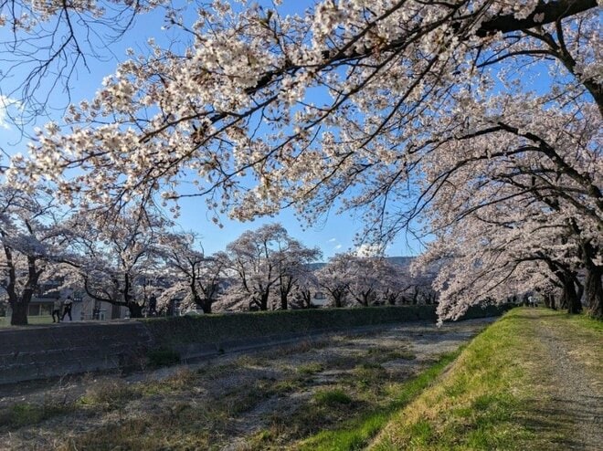 【わずか300円の100%源泉朝風呂】満開の桜も！  美ヶ原高原の下山後に癒される温泉「ロマネット」 ステンドグラスと源泉ローマ風呂が魅力【山帰り、今日はどこでととのう？Vol.4】 の画像011