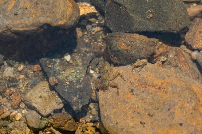 【自然観察】儚すぎる光景にうっとり…… 初夏の渓流、一斉に羽化したカゲロウの「神秘的なスーパーハッチ」に心震える夕べ！  長野県・新潟県｜2026年の画像002