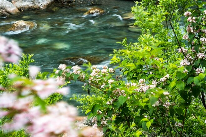 【渓流釣り】タニウツギが彩る初夏の渓、高活性のヤマメがダブルヒット！  イワナはかなり渋かった   新潟県｜2026年の画像001