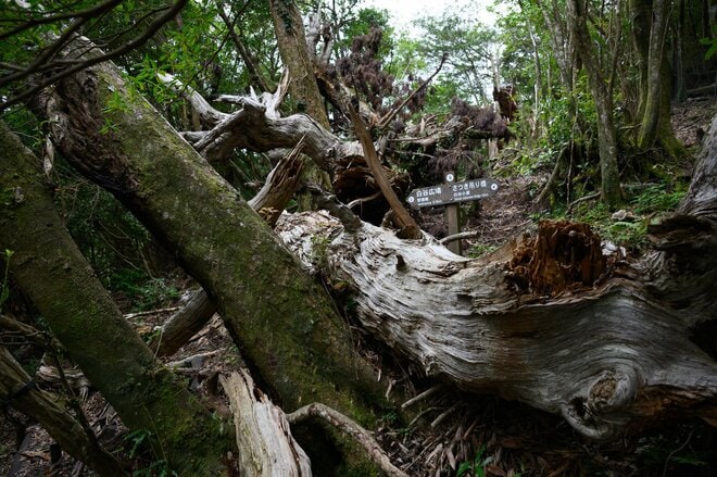 【世界自然遺産・屋久島】屋久杉の巨木「弥生杉・二代杉・気根杉」と苔に包まれた “もののけの森”「白谷雲水峡」をめぐるの画像008