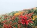 広がる色彩の海！  紅葉の絨毯が広がる東北の名山へ【栗駒山】の画像007