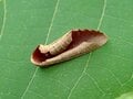 夏に見られる「動く落ち葉」の正体。驚くべき虫たちの隠れ身の術【あなたのすぐそばにいる「季節の虫」の探し方 vol.8】の画像002