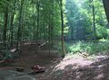 かつての軍事演習場が半世紀で”希少動物たちの住む森”に。五感と知を刺激するバリアフリートレイル「ドイツ・アイフェル国立公園」＜後編＞【キジ博士のナチュラリスト入門 vol.4】の画像008