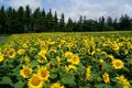 初夏の北海道・富良野市は「絶景花畑」ベストシーズン！  季節の花が楽しめる「ファーム」と不朽の名作ドラマ『北の国から』のロケ地巡りの画像001